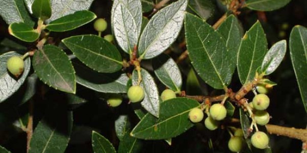 Phyllirea Latifolia