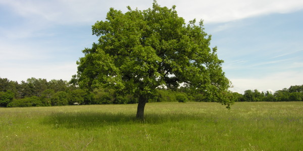 Quercus Pubescens